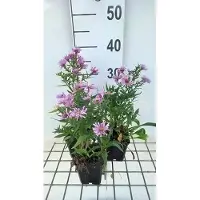 GRDplanten 6x Aster - Aster dum. 'Peter Harrison' | 9x9 cm pot