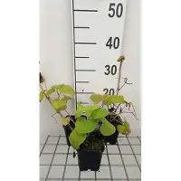 GRDplanten 6x Saruma - Saruma henryi | 9x9 cm pot