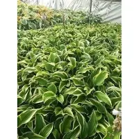 GRDplanten 6x Funkia - Hosta hybr. 'Mama Mia' | 9x9 cm pot