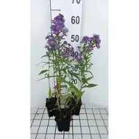 GRDplanten 6x Aster - Aster n.b. 'Schoene Von Dietlikon' | 9x9 cm pot