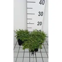 GRDplanten 6x Citroentijm - Thymus citr. 'Aureus' | 9x9 cm pot