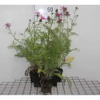 GRDplanten 6x Korenbloem - Centaurea dealbata | 9x9 cm pot
