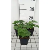 GRDplanten 6x Zeeuws knoopje - Astrantia maj. 'Star of Billion' | 9x9 cm pot