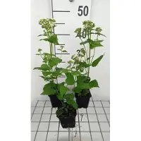 GRDplanten 6x Leverkruid - Eupatorium rug. Braunlaub' | 9x9 cm pot