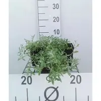 GRDplanten 6x Hoornbloem - Cerastium tomentosum | 9x9 cm pot