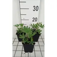 GRDplanten 6x Lupine - Lupinus hybr. 'The Chatelaine' ( 'schlossfrau') | 9x9 cm pot