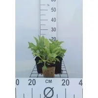 GRDplanten 6x Vingerhoedskruid - Digitalis hybr. 'Mertonensis' | 9x9 cm pot