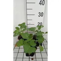 GRDplanten 6x Sidalcea - Sidalcea hybr. 'Little Princess' | 9x9 cm pot