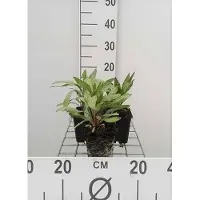 GRDplanten 6x Teunisbloem - Oenothera macrocarpa (missouriensis) | 9x9 cm pot