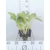 GRDplanten 6x Funkia - Hosta hybr. 'Halcyon' | 9x9 cm pot