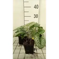 GRDplanten 6x Kaukasische vergeet-mij-nietje - Brunnera macr. 'Sea Heart' | 9x9 cm pot