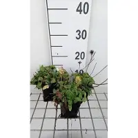GRDplanten 6x Brunel - Prunella grand. 'Alba' | 9x9 cm pot