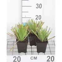 GRDplanten 6x Blauwogengras - Sisyrinchium californicum | 9x9 cm pot