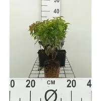 GRDplanten 12x Canadese Kornoelje , Canadese Dwergkornoelje - Cornus ser. 'Kelsey's Dwarf' ('kelseyi') | 9x9 cm pot