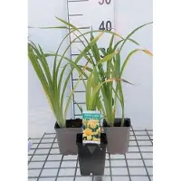 GRDplanten 6x Daglelie - Hemerocallis hybr. 'Chicago Sunrise' | 9x9 cm pot
