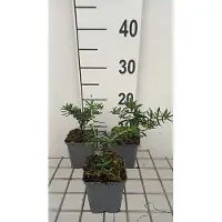 GRDplanten 6x Steenzaad - Lithodora dif. 'Star' | 9x9 cm pot