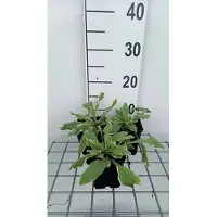 GRDplanten 6x Breemdkroon - Knautia mac. 'Thunder And Lightning' | 9x9 cm pot