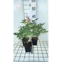 GRDplanten 6x Pluimspirea - Astilbe (j) 'Peach Blossom' | 9x9 cm pot