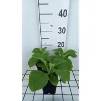 GRDplanten 6x Vingerhoedskruid - Digitalis purp. 'Sutton's Apricot' | 9x9 cm pot