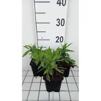 GRDplanten 6x Aster - Aster dum. 'Mittelmeer' | 9x9 cm pot