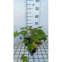 GRDplanten 6x Ooievaarsbek - Geranium psil. 'Red Admiral' | 9x9 cm pot