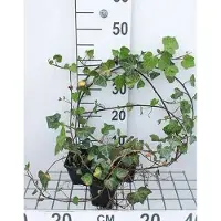GRDplanten 12x Woerner Klimop - Hedera helix 'Woerner' | 9x9 cm pot