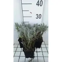 GRDplanten 6x Lavandel - Lavandula int. 'Grappenhall' | 9x9 cm pot