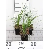 GRDplanten 6x Ruwe smele - Deschampsia cesp. 'Goldtau' | 9x9 cm pot