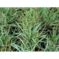 GRDplanten 6 x Carex ornithopoda 'Variegata' - Gevlekte vogelvoetgras - Pot van 9 x 9 cm