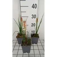 GRDplanten 6x Vuurpijl - Kniphofia hybr. 'Orange vanilla Popsicle' | 9x9 cm pot