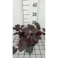 GRDplanten 6x Purperklokje - Heuchera hybr. 'Midnight Rose' | 9x9 cm pot