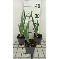GRDplanten 6x Baardiris - Iris (germ.) 'Rose' | 9x9 cm pot