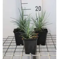 GRDplanten 6x Grasanjer - Dianthus (p) 'Doris' | 9x9 cm pot