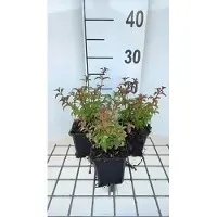 GRDplanten 6x Bellenplant - Fuchsia magell. 'Gracilis' | 9x9 cm pot