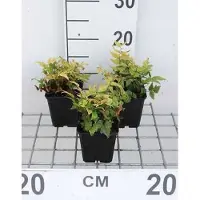 GRDplanten 6 x Cyrtomium fortunei (polystichum fort.) - Glanzschildvaren - Pot van 9 x 9 cm