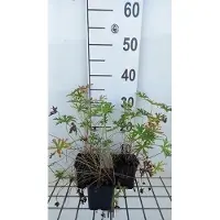 GRDplanten 6x Ooievaarsbek - Geranium clarkei 'Kashmir White' | 9x9 cm pot