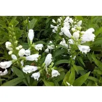 GRDplanten 6x Scharnierplant - Physostegia virg. 'Summer Snow' | 9x9 cm pot