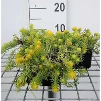GRDplanten 6x Sedum refl. 'Angelina'