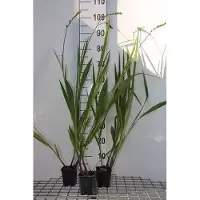 GRDplanten 6x Montbretia - Crocosmia hybr. 'Lucifer' | 9x9 cm pot