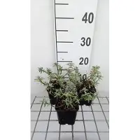 GRDplanten 6x Zonneroosje - 3,08Helianthemum hybr. 'Fire Dragon' | 9x9 cm pot