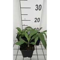 GRDplanten 6x Fijnstraal - Erigeron spec. Grandiflorus' | 9x9 cm pot