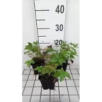 GRDplanten 6x Mourasspirea - Filipendula ulm. 'Plena' | 9x9 cm pot