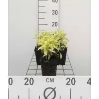 GRDplanten 6x Struiksalie - Salvia off. 'Icterina' 'aurea' | 9x9 cm pot