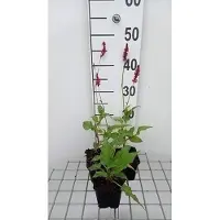 GRDplanten 6x Duizenknoop - Persicaria ampl. 'Speciosa' ('firetail') | 9x9 cm pot
