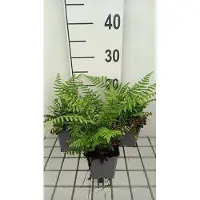 GRDplanten 6 x *Dryopteris wallichiana* - Himalayawortelvaren - pot van 9 x 9 cm