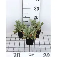GRDplanten 6x Koekoeksbloem - Lychnis chal. 'Alba' | 9x9 cm pot