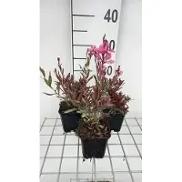GRDplanten 6x Galium - Gaura lindh. 'Crimson Butterflies'( oenothera li | 9x9 cm pot