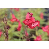GRDplanten 6x Schildpadbloem - Penstemon hybr. 'Rubicunda' | 9x9 cm pot