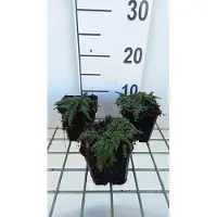 GRDplanten 6x Tijm - Thymus hybr. 'Elfin' | 9x9 cm pot