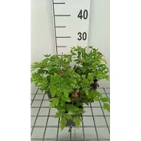 GRDplanten 6x Koningsvaren 'Purpurascens' - Osmunda reg. 'Purpurascens' | 9x9 cm pot